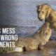 Animals Messing With The Wrong Crocodiles