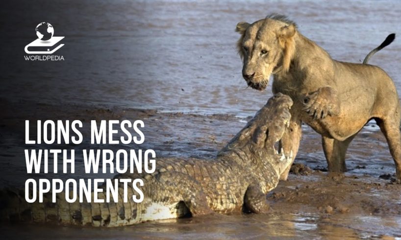 Animals Messing With The Wrong Crocodiles