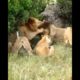Animals Shorts video। Lion Fighting Moments #shorts #animals