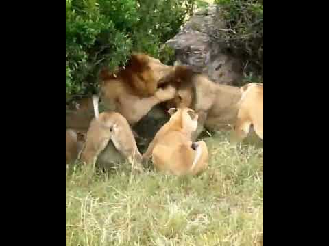 Animals Shorts video। Lion Fighting Moments #shorts #animals