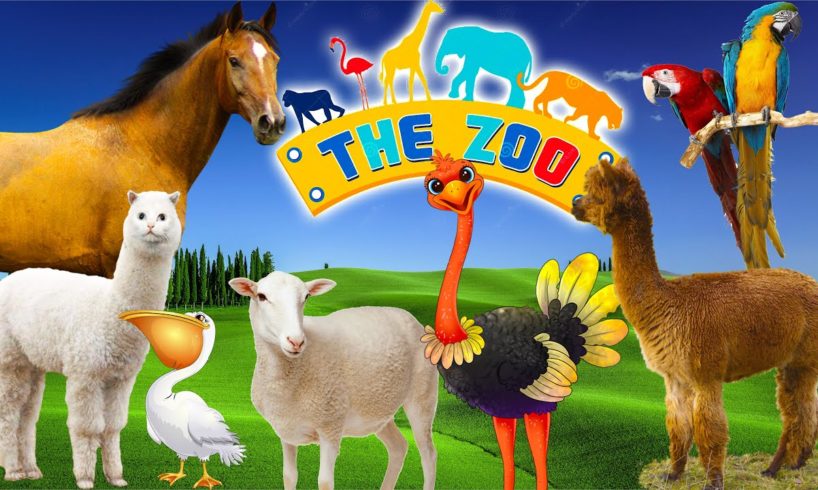 Animals in the zoo: dog, horse, ostrich, sheep - Part 1