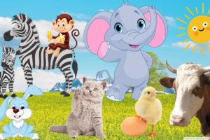 Animals play with people, interesting animal sounds, cows, cats, monkeys, horses, elephants