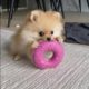 Awesome SO Cute Animal ! Funny Dog and Cat Videos to Keep You Smiling! 🐱🐶🐰