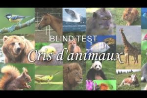 BLIND TEST : Cris d'animaux