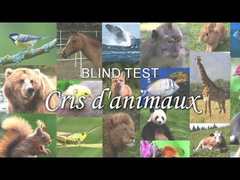 BLIND TEST : Cris d'animaux