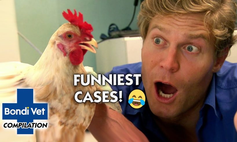 BONDI VET'S FUNNIEST CASES 😂 | Compilation | Bondi Vet