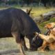 BUFFALO ATTACKS LION || Buffalo Kills Lion || Discovery Wild Animal Fights