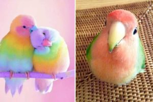 Baby Animals 🔴 Funny Parrots and Cute Birds Compilation (2022) Loros Adorables Recopilación #30