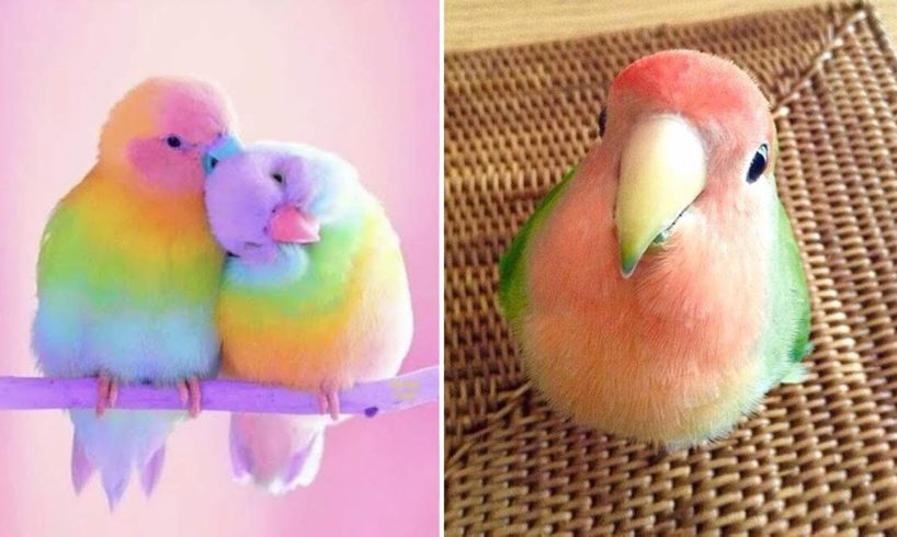 Baby Animals 🔴 Funny Parrots and Cute Birds Compilation (2022) Loros Adorables Recopilación #30
