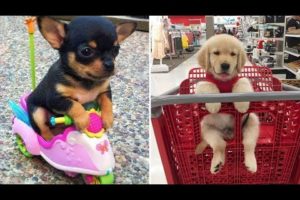 Baby Dogs 🔴 Cute and Funny Dog Videos Compilation #3 | 30 Minutes of Funny Puppy Videos 2022