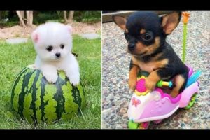 Baby Dogs 🔴 Cute and Funny Dog Videos Compilation #33 | 30 Minutes of Funny Puppy Videos 2022