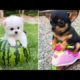 Baby Dogs 🔴 Cute and Funny Dog Videos Compilation #33 | 30 Minutes of Funny Puppy Videos 2022