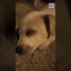 Baby Dogs - Cute and Funny Dog Videos Compilation かわいい＆面白い犬、赤ちゃんの犬  #short #shorts