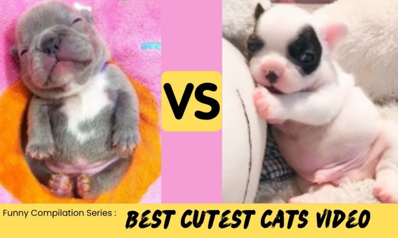 Baby Dogs - The Funniest and Cutest Puppies You'll Ever See!