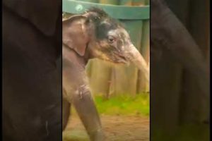 Baby Elephant 🐘 Elephant Playing / Elephant short video #shorts #elephant #animal #babyelephants