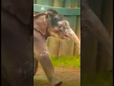 Baby Elephant 🐘 Elephant Playing / Elephant short video #shorts #elephant #animal #babyelephants