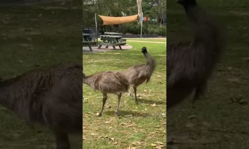 Baby Emu's playing
