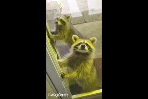 Baby Raccoons Want In #shorts 😮 #raccoons #animals