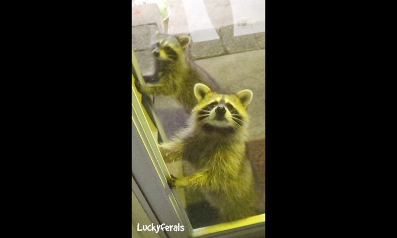 Baby Raccoons Want In #shorts 😮 #raccoons #animals