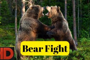 Bear Fight | Animal Fighting | Animal Fighting Video | Bear Fight Video | Bhalu | Polar Bear | Bear