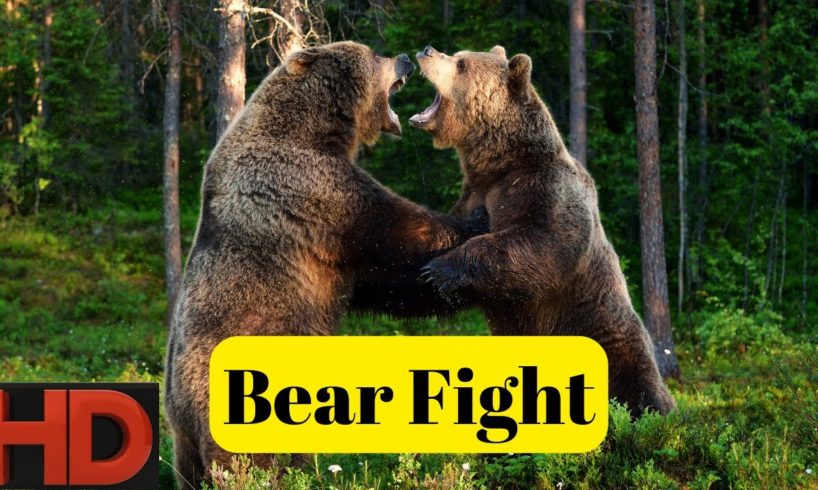 Bear Fight | Animal Fighting | Animal Fighting Video | Bear Fight Video | Bhalu | Polar Bear | Bear