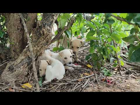 Beautiful and Cute Puppy Dogs | Cutest Puppies | Cute Puppies | Puppies | Cutest Dogs