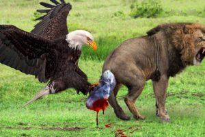 Best Eagle Attacks Animal Fights Caught on Camera |Dangerous Eagle AMAZING UNBELIEVABLE EAGLE ATTACK