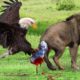 Best Eagle Attacks Animal Fights Caught on Camera |Dangerous Eagle AMAZING UNBELIEVABLE EAGLE ATTACK