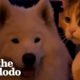 Big Dog Obsessed With Cats Gets His Very Own | The Dodo Odd Couples