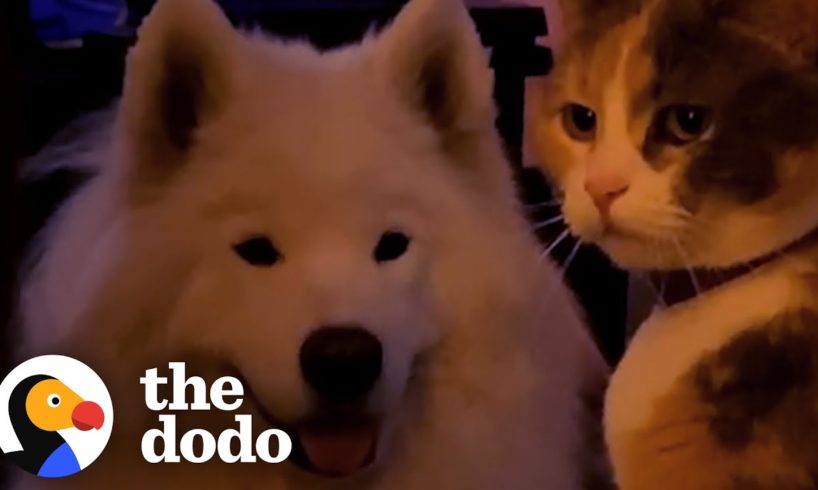 Big Dog Obsessed With Cats Gets His Very Own | The Dodo Odd Couples