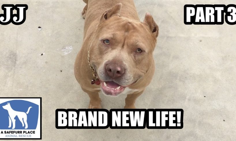 Big, Handsome Pit Bull Is The Happiest Rescue Dog Ever You'll See!