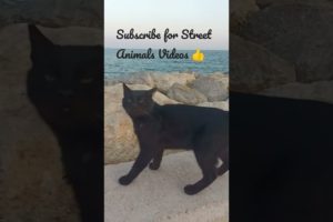 Black Street Cat 🐈‍⬛ We Help Street Animals 🙏