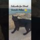 Black Street Cat 🐈‍⬛ We Help Street Animals 🙏