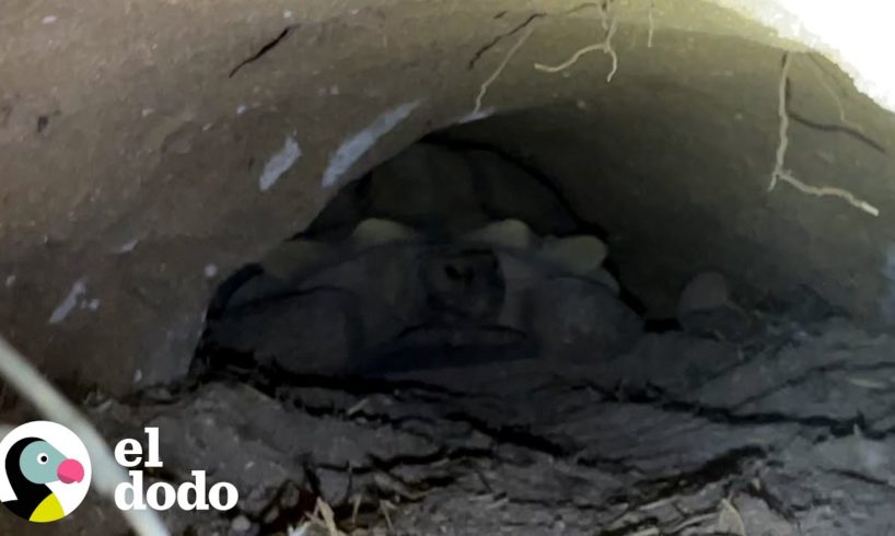 Bomberos rescatan cachorros atrapados en la guarida de una tortuga | El Dodo