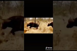 Brave male buffalo saves female from lions #lion #shortsvideo #animals