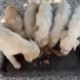 Breakfast for the 6 new little puppies.❤️and for the Black Devil - Takis Shelter