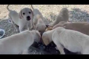 Breakfast for the 6 puppies 🐶😍They are growing up! - Takis Shelter