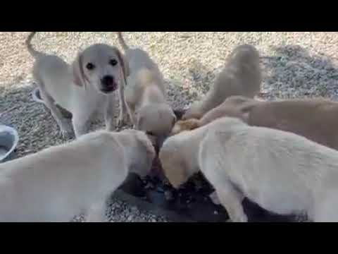 Breakfast for the 6 puppies 🐶😍They are growing up! - Takis Shelter