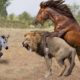 Buffalo Gang Attacks Lion Gang ! Crazy Buffalo vs Lion Fight! Lion Attacks Newborn Buffalo