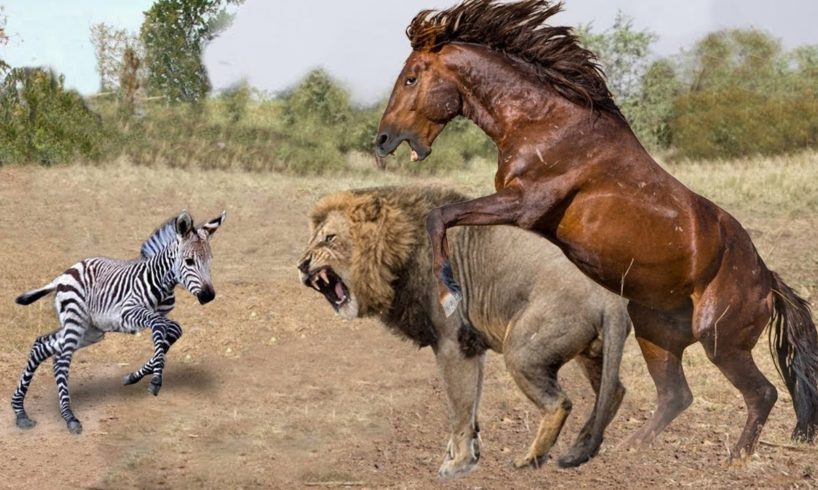 Buffalo Gang Attacks Lion Gang ! Crazy Buffalo vs Lion Fight! Lion Attacks Newborn Buffalo