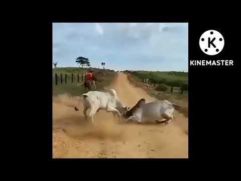 Bull's Danger Fights | Animal Fights | Ever Satisfying