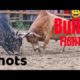 Bulls Fight || Bulls Fight on the Village Rode || Animal fight Funny