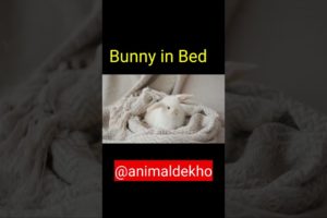 Bunny Playing in Bed| Chhota Rabbit khelte hue| @Animal Dekho #Shorts