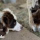 Burro pequeño es un caos total y a su amigo cachorro le encanta | Parejas Disparejas | El Dodo