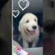 CUTE DOG VIDEO COMPILATION - cute puppies funny video animals -