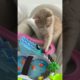 CUTE FUNNY CAT!! #SHORTS #48!!CUTE MOMENT!!TRY NOT TO LAUGH😺😸
