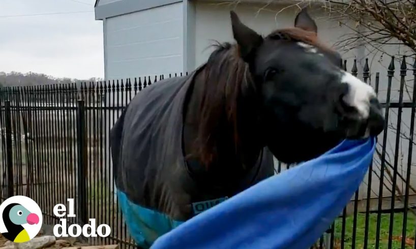 Caballo salva la vida de su mamá al correr a buscar a papá | El Dodo