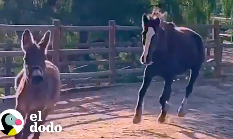 Caballo salvaje rescatado adora jugar con un burrito | El Dodo