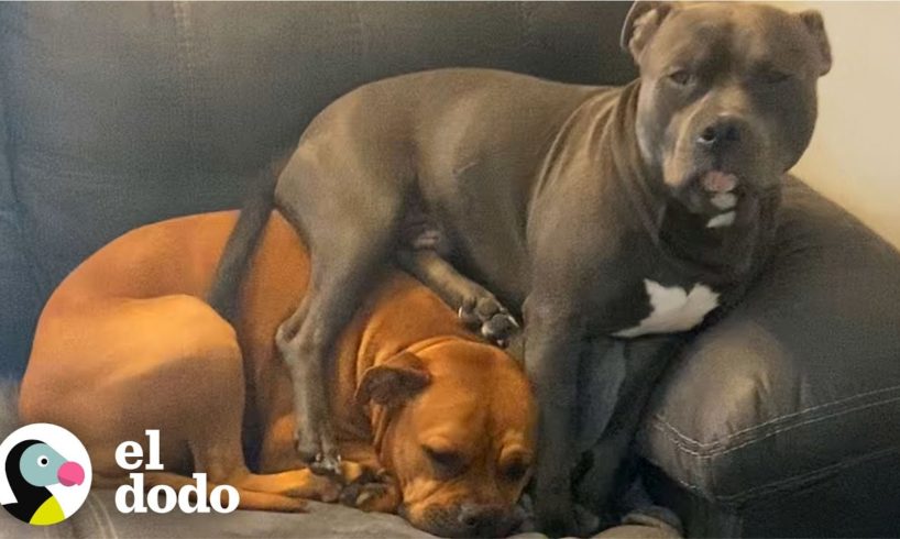 Cachorro ruidoso crece para ser el mejor hermano adoptivo | Puro Pitbull | El Dodo