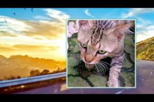 Cat Videos ~ This Morning Playing With A Cat Named Jefri 😺 ~ Animals Uq Channel